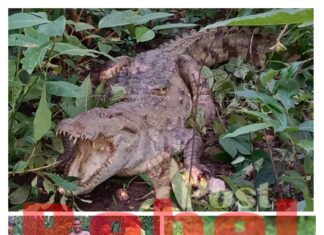 विशालकाय मगरमच्छ से जब देवचरण का हुआ सामना……